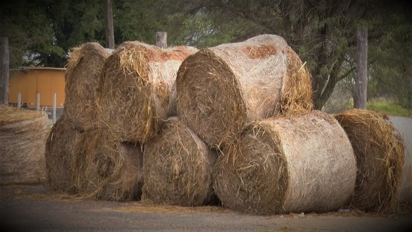 Sobreviviendo a la crisis: Ganadería en el Chaco está produciendo bajo pérdidas