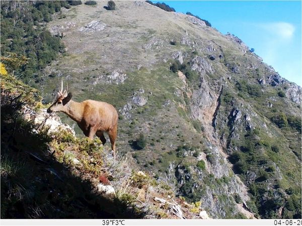 Captan nuevos registros de ciervo andino en extinción