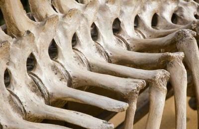 Descubren por primera vez un caso de cáncer en un hueso de dinosaurio - SNT