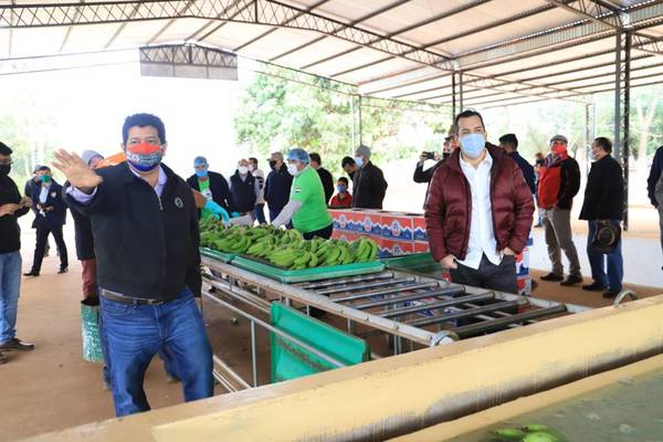 Productores de banana de Cordillera se muestran conformes con la gestión del ministro Friedmann
