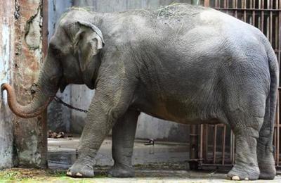 Elefante será liberado tras 35 años de cautiverio en un zoológico - C9N