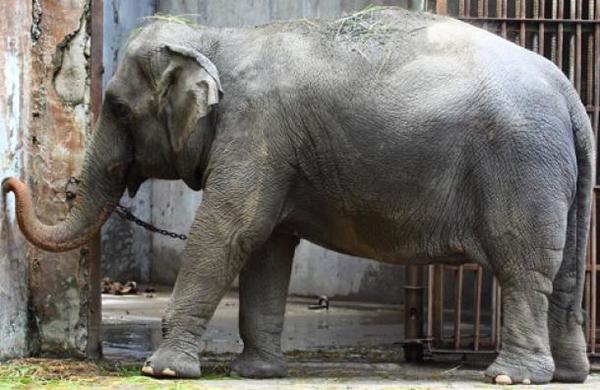 Elefante será liberado tras 35 años de cautiverio en un zoológico - C9N