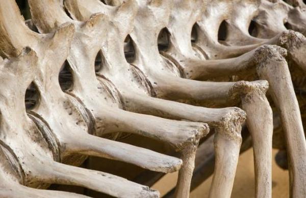 Descubren por primera vez un caso de cáncer en un hueso de dinosaurio - C9N