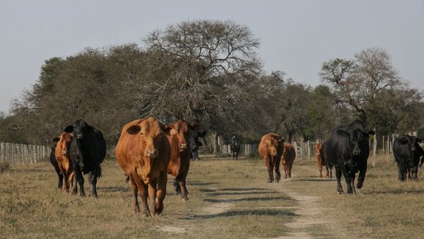 Brangus Paraguay logra alianza estratégica con Frigorífico Concepción