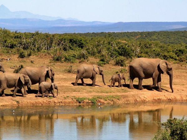 Los herbívoros están más amenazados de extinción que los depredadores