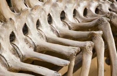 Descubren por primera vez un caso de cáncer en un hueso de dinosaurio - C9N