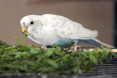 ¿Qué vitaminas necesitan las aves? - Mascotas - ABC Color