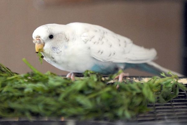 ¿Qué vitaminas necesitan las aves? - Mascotas - ABC Color