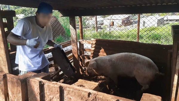 Adolescentes del Centro Educativo de Ciudad del Este producen hortalizas y cerdos para sustento