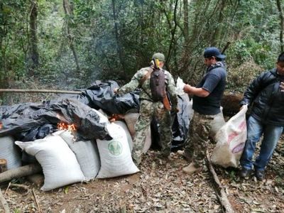 Destruyen más de 15 toneladas de marihuana