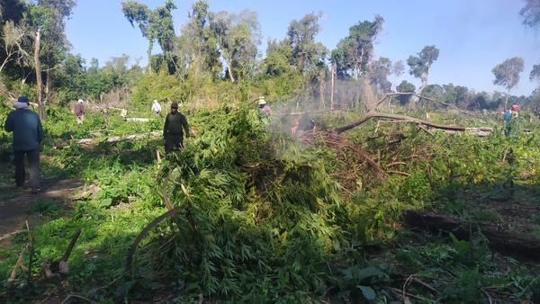 Destruyen 15 toneladas de marihuana en el distrito de Carayaó – Prensa 5