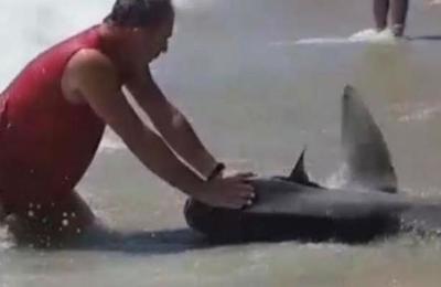 Denuncian a un hombre por asfixiar hasta la muerte a un pez luna en una playa - SNT