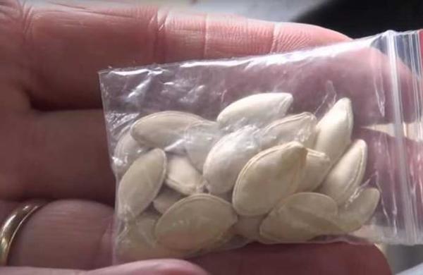 Plantó las misteriosas semillas enviadas de China para ver 'qué pasaba' y esto surgió de la tierra - C9N