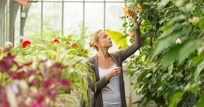 Plantas: qué debemos tener en cuenta a la hora de comprarlas