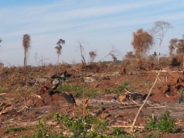 Denuncian megadeforestación en Vaquería - Nacionales - ABC Color