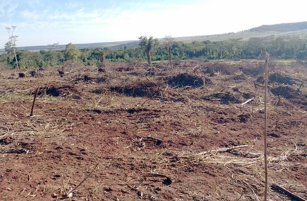 Oikuaauka oîha megadeforestación Vaquería gotyo - ABC Remiandu - ABC Color