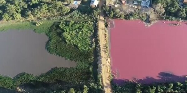 Vecinos de Limpio acusan a curtiembre de contaminación - Nacionales - ABC Color