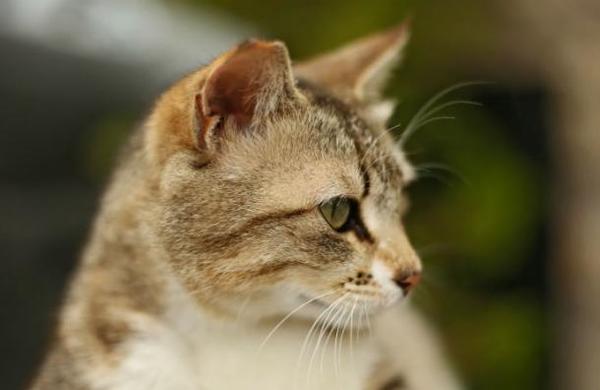Gato se escapa y recorre 64 kilómetros para volver junto a sus antiguos dueños - C9N