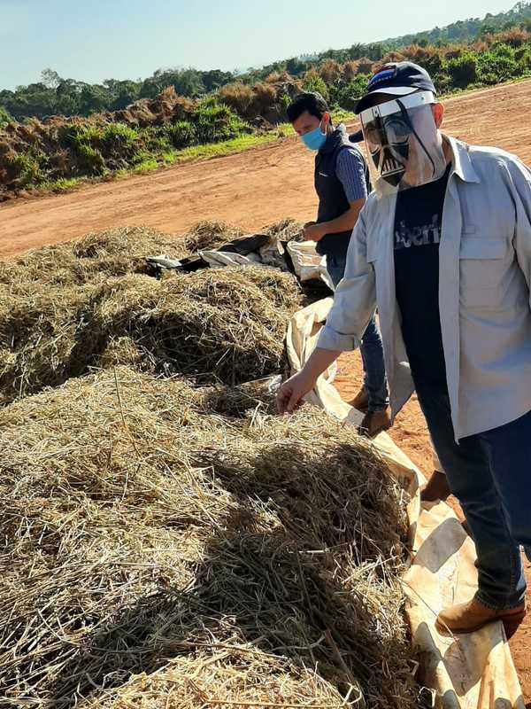 Comision del Senado verifica plantación de cáñamo industrial