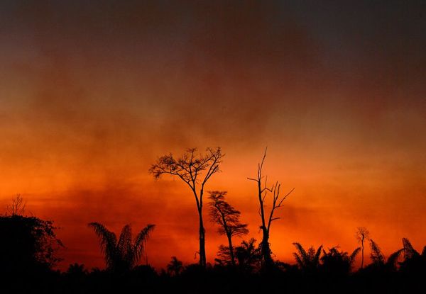 Brasil deforestó más de 1.600 km2 en la Amazonía en julio - Mundo - ABC Color