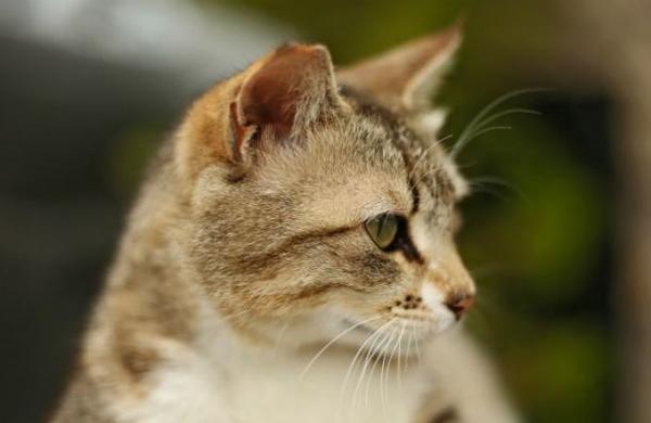 Gato se escapa y recorre 64 kilómetros para volver junto a sus antiguos dueños - SNT