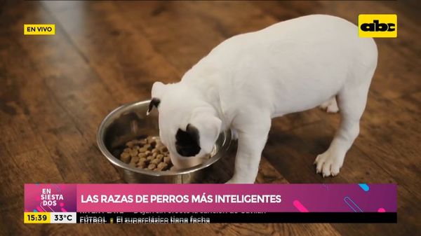 ¿Cuáles son las razas de perros más inteligentes? - Ensiestados - ABC Color
