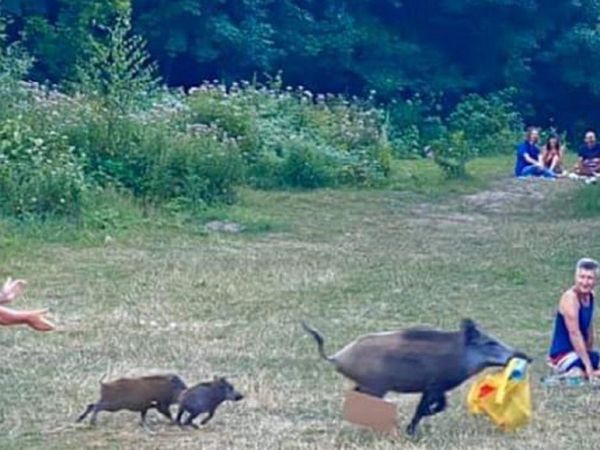 Un nudista persigue a un jabalí que le robó su ordenador en Berlín