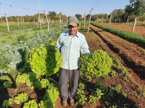 Hermosa producción de lechuga en Ko´e Pora