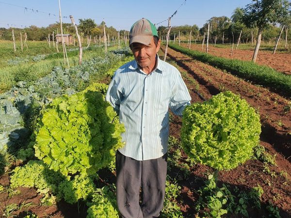 Horticulor de 61 años logra producir 25.000 plantas de lechuga