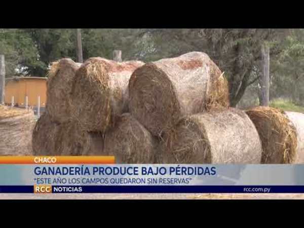 SOBREVIVIENDO A LA CRISIS: GANADERÍA EN EL CHACO ESTÁ PRODUCIENDO BAJO PÉRDIDAS