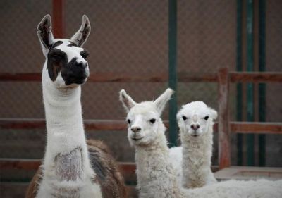 Una llama se convierte en la esperanza de un posible tratamiento contra la COVID-19  - Ciencia - ABC Color