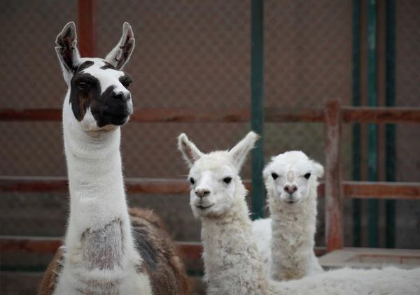 Una llama se convierte en la esperanza de un posible tratamiento contra la COVID-19 - Ciencia - ABC Color