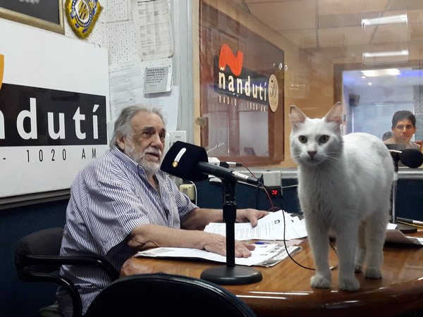 Día mundial del gato: ¿Por qué se celebra tres veces al año? » Ñanduti