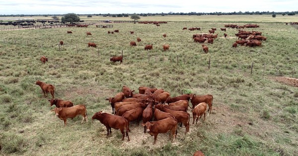 La larga sequía y pandemia afectan severamente a la Región Occidental