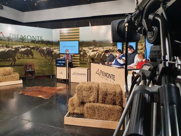 Piemonte vendió 878 animales de invernada en su feria televisada