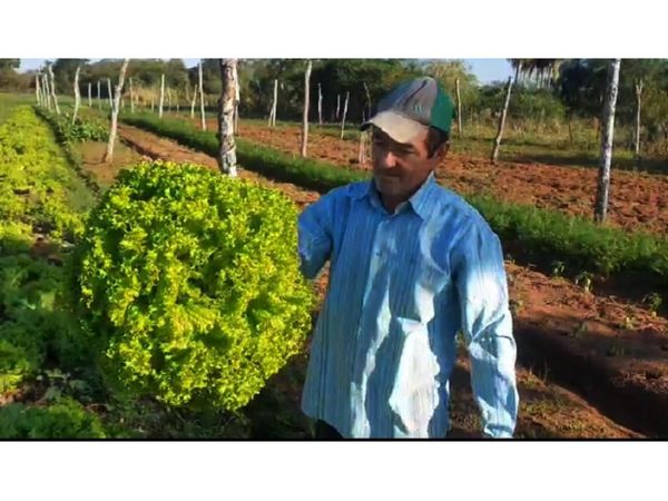 Horticultor de Ko’ê Porã  produce 25.000 plantas de lechuga