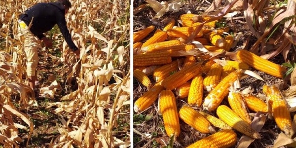 Productores transforman rubros tradicionales en cadenas de valor