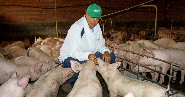 Buscan incentivar el consumo de carne porcina en el mercado interno