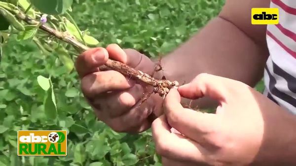 Abc Rural: Uso de abonos verdes antes de siembra de soja - ABC Rural - ABC Color
