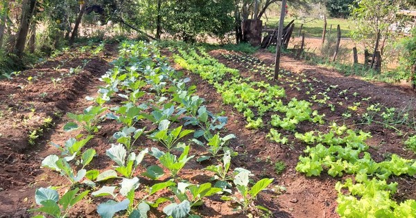 Harán huertas urbanas en barrios vulnerables para que familias produzcan sus propios alimentos