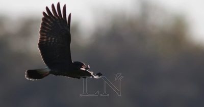Preocupa situación de abandono en zona de reserva natural de Bahía de Asunción