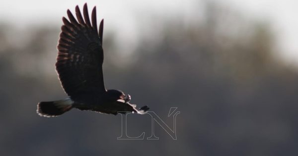 Preocupa situación de abandono en zona de reserva natural de Bahía de Asunción