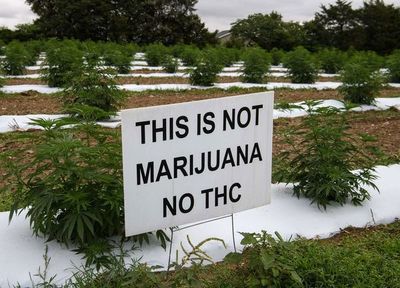 “No es marihuana”: productores de cáñamo de EEUU enfrentan a ladrones y al mercado - Mundo - ABC Color