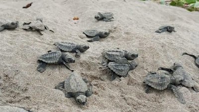 Nace medio centenar de tortugas golfina en playa ecuatoriana de Esmeraldas » Ñanduti