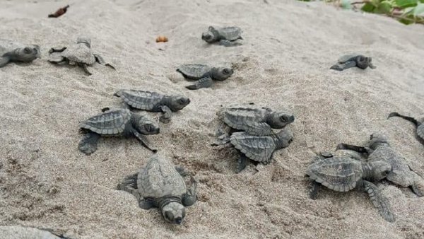 Nace medio centenar de tortugas golfina en playa ecuatoriana de Esmeraldas » Ñanduti