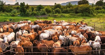“Nuestra responsabilidad es velar por los intereses de todos los productores”, dice nuevo titular de la ARP