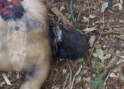 Hallan cadáver con su cabeza destrozada de un escopetazo