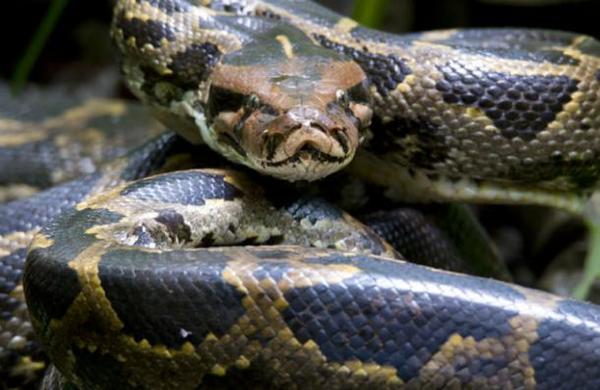 Mujer halla una pitón en su lavadora pero la confunde con una prenda con estampado de serpiente - SNT
