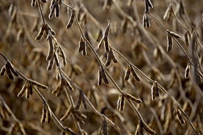 Sequía afecta al trigo y amenaza la siembra