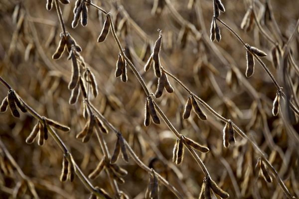 Sequía afecta al trigo y amenaza la siembra